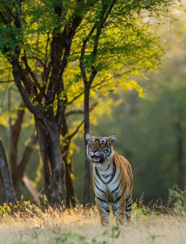 Bandhavgarh